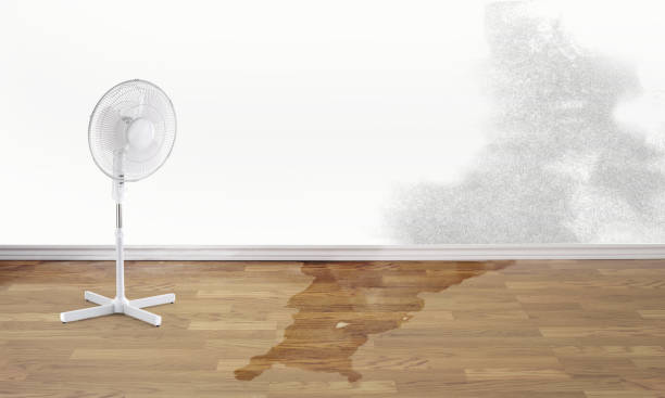  Pelion, SC Water damage restoration Pros