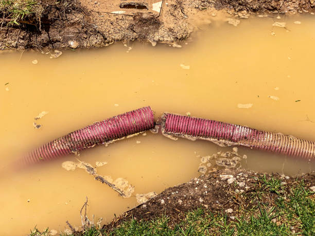 Best Water damage restoration near me  in Pelion, SC